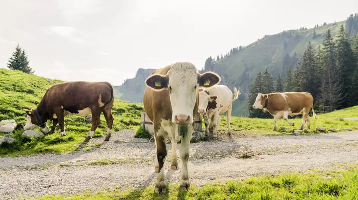Kühe in den Chiemgauer Alpen | © DAV/Hans Herbig