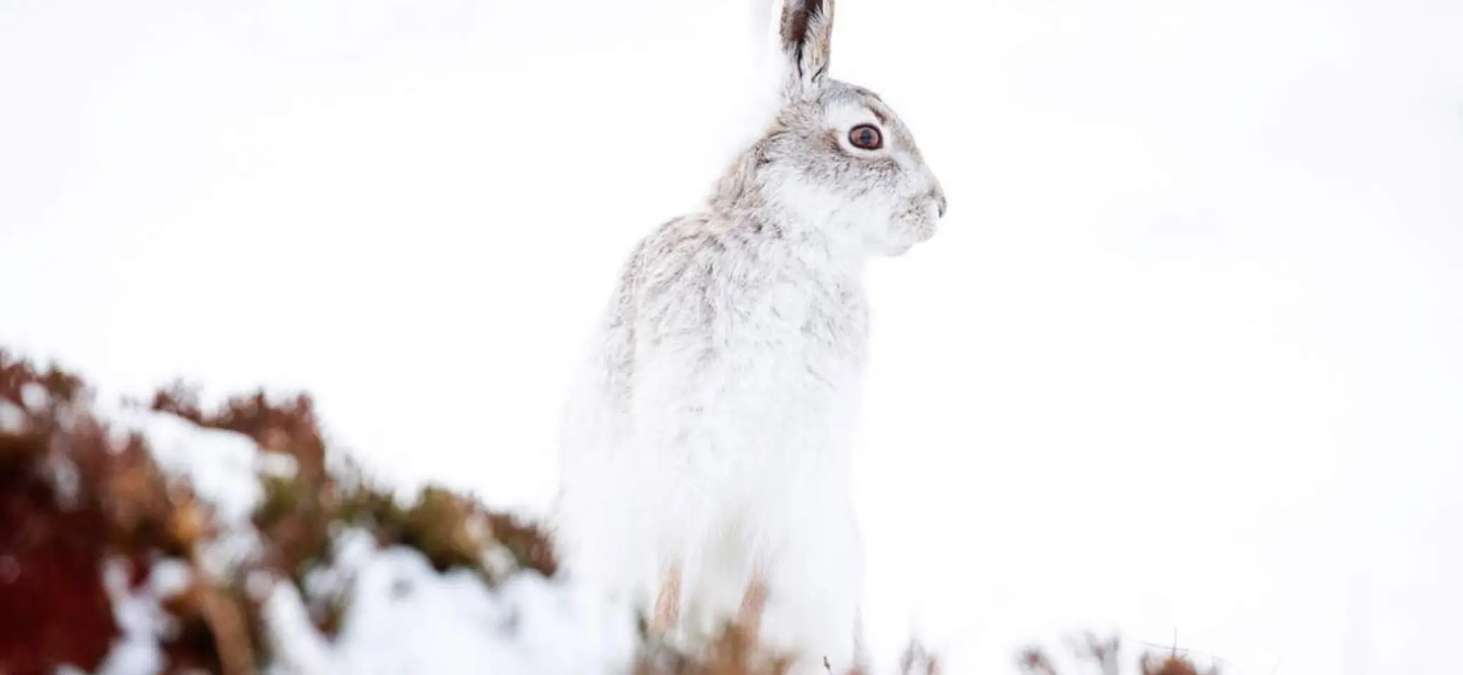 Besonders schützenswert: Der Schneehase | © AdobeStock
