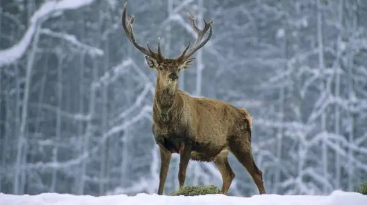 Rotwild im Schnee | © Andreas Strauss